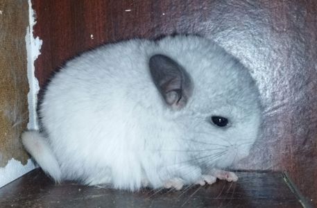 Шиншила Хлопчик Білий Вільсона нкпа