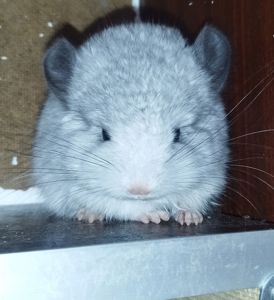 Шиншила Хлопчик Білий Вільсона нкпа