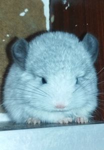 Шиншила Хлопчик Білий Вільсона нкпа