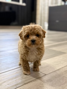 Девочка мини мальтипу ф1 в Киеве