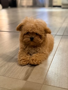 Карамельный малыш мальтипу ф1