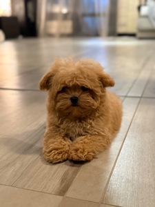 Карамельный малыш мальтипу ф1