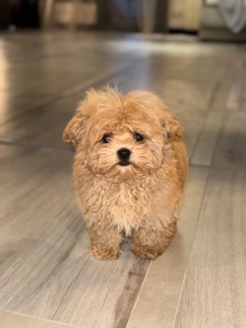 Мальчик мини мальтипу ф1