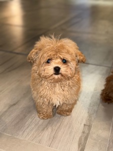 Мальчик мини мальтипу ф1