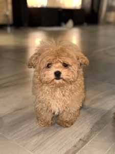 Мальчик мальтипу ф1