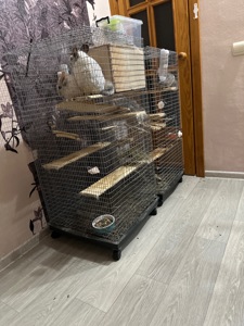 Шиншилла белая