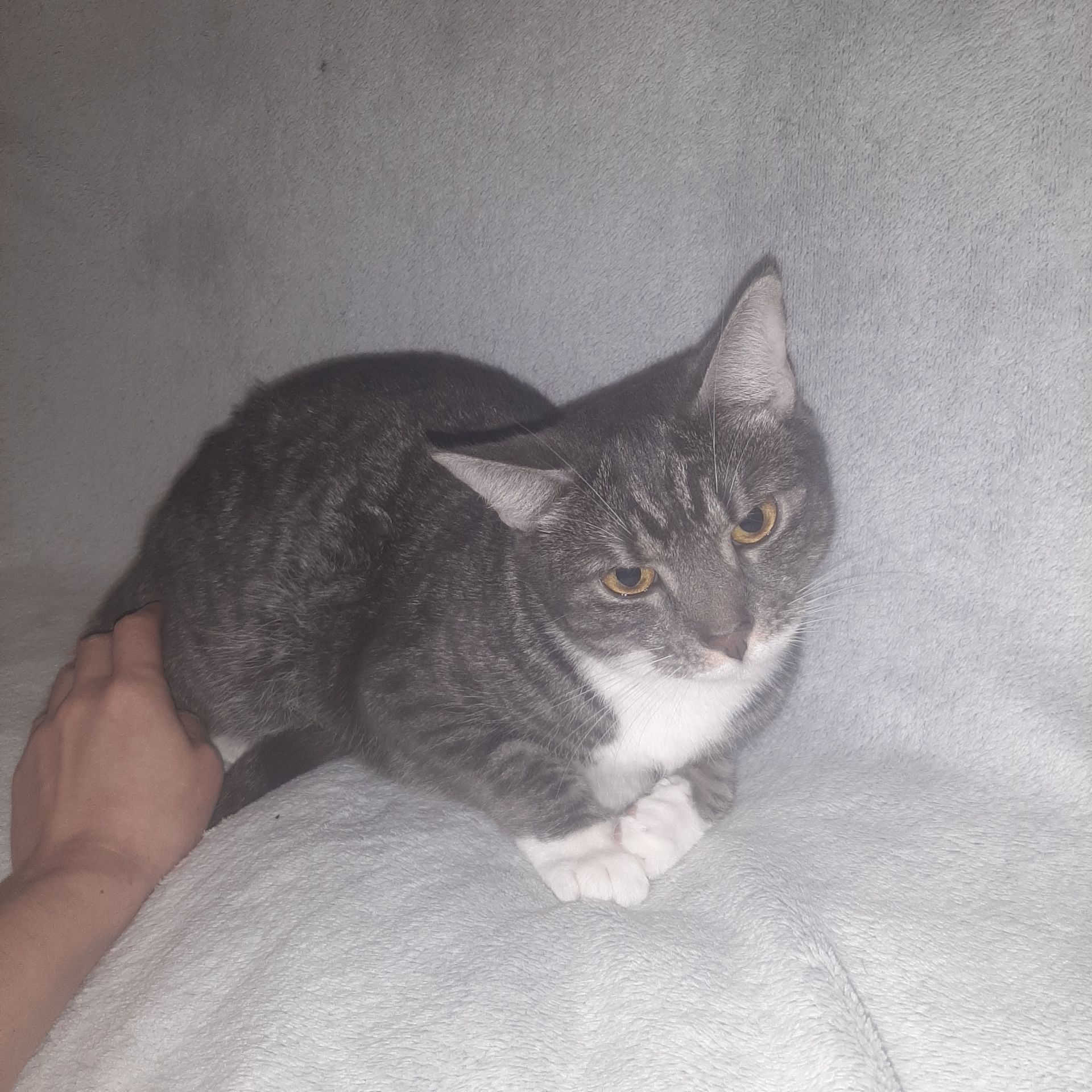 Кішка Маруся