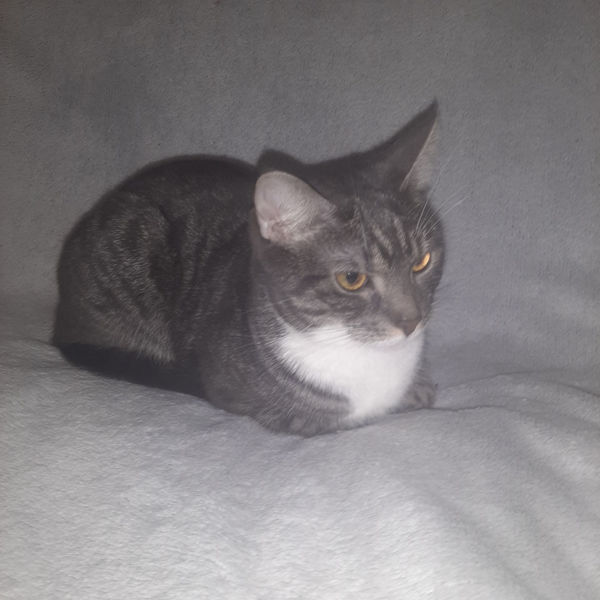 Кішка Маруся