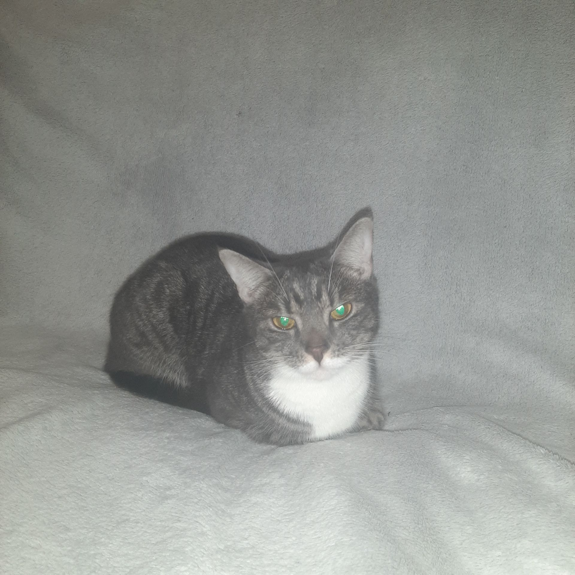 Кішка Маруся