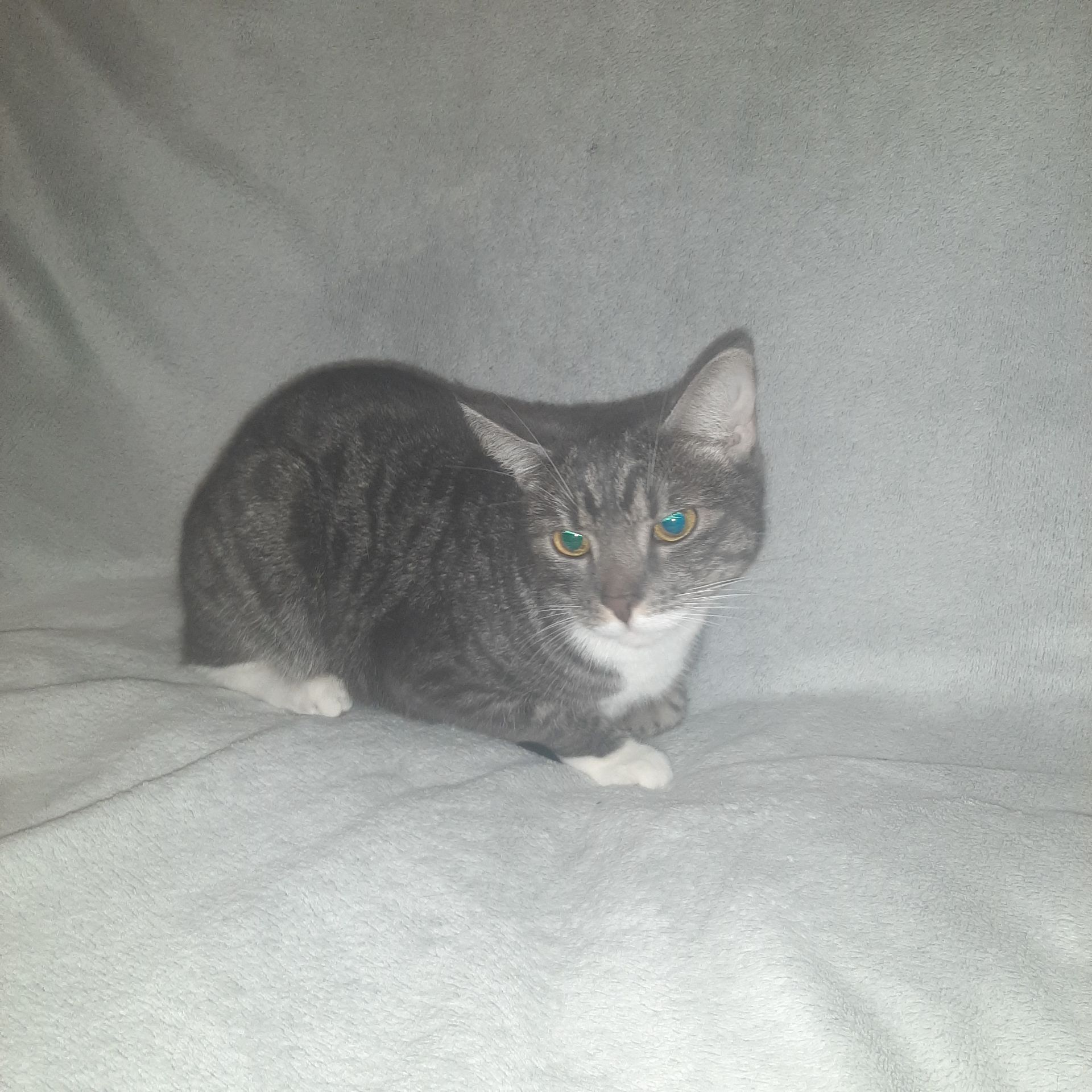 Кішка Маруся