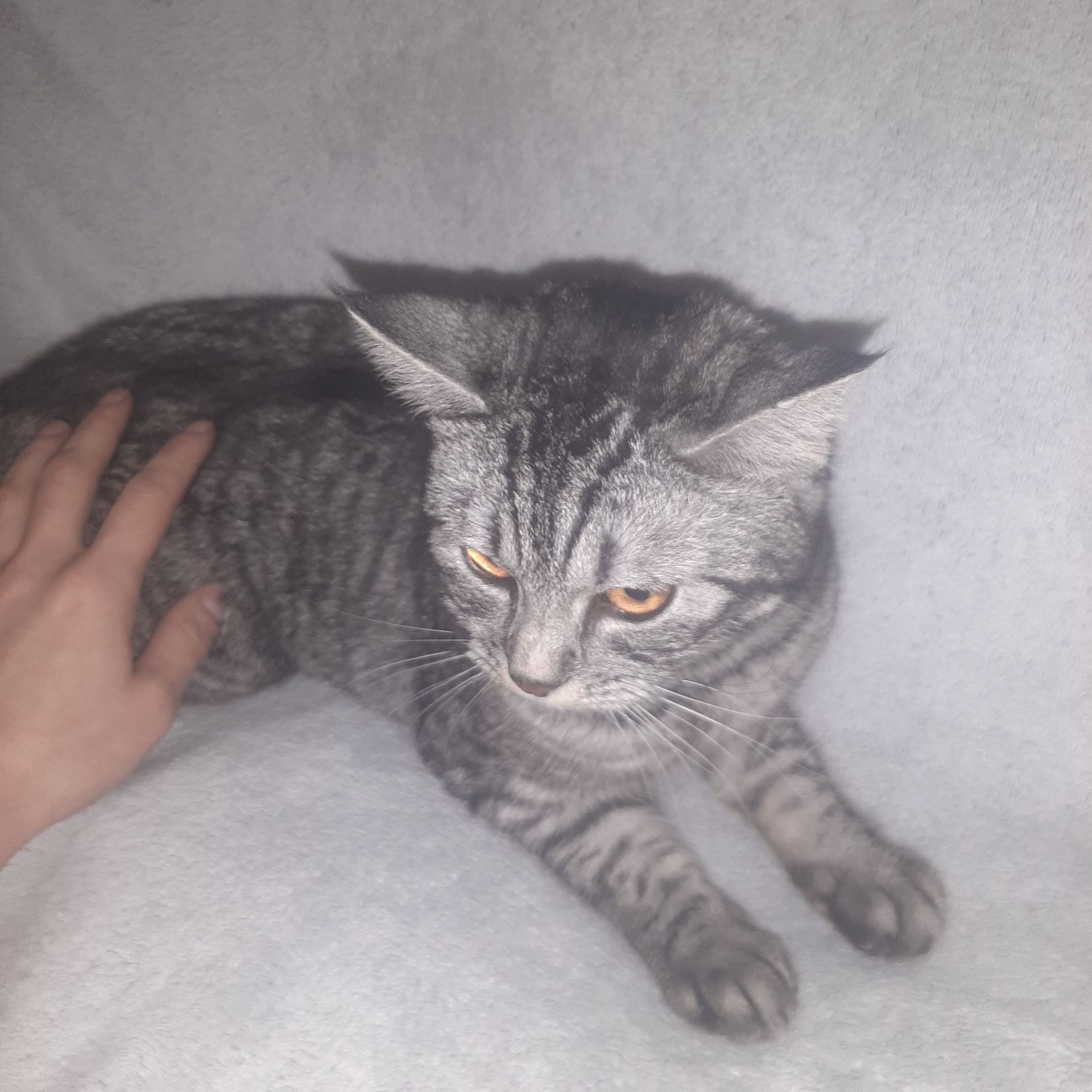 Кішка Джесіка