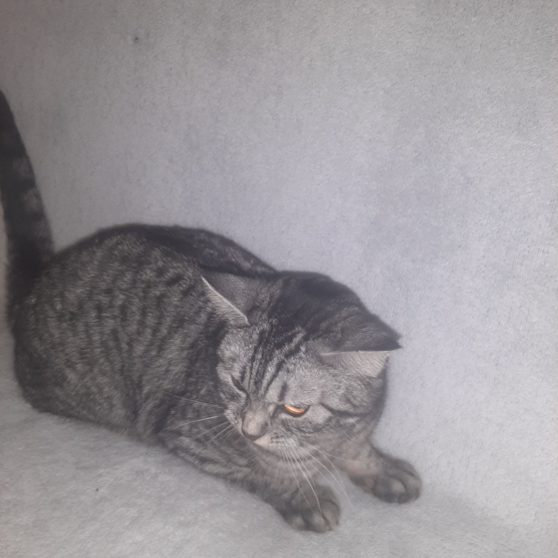 Кішка Джесіка