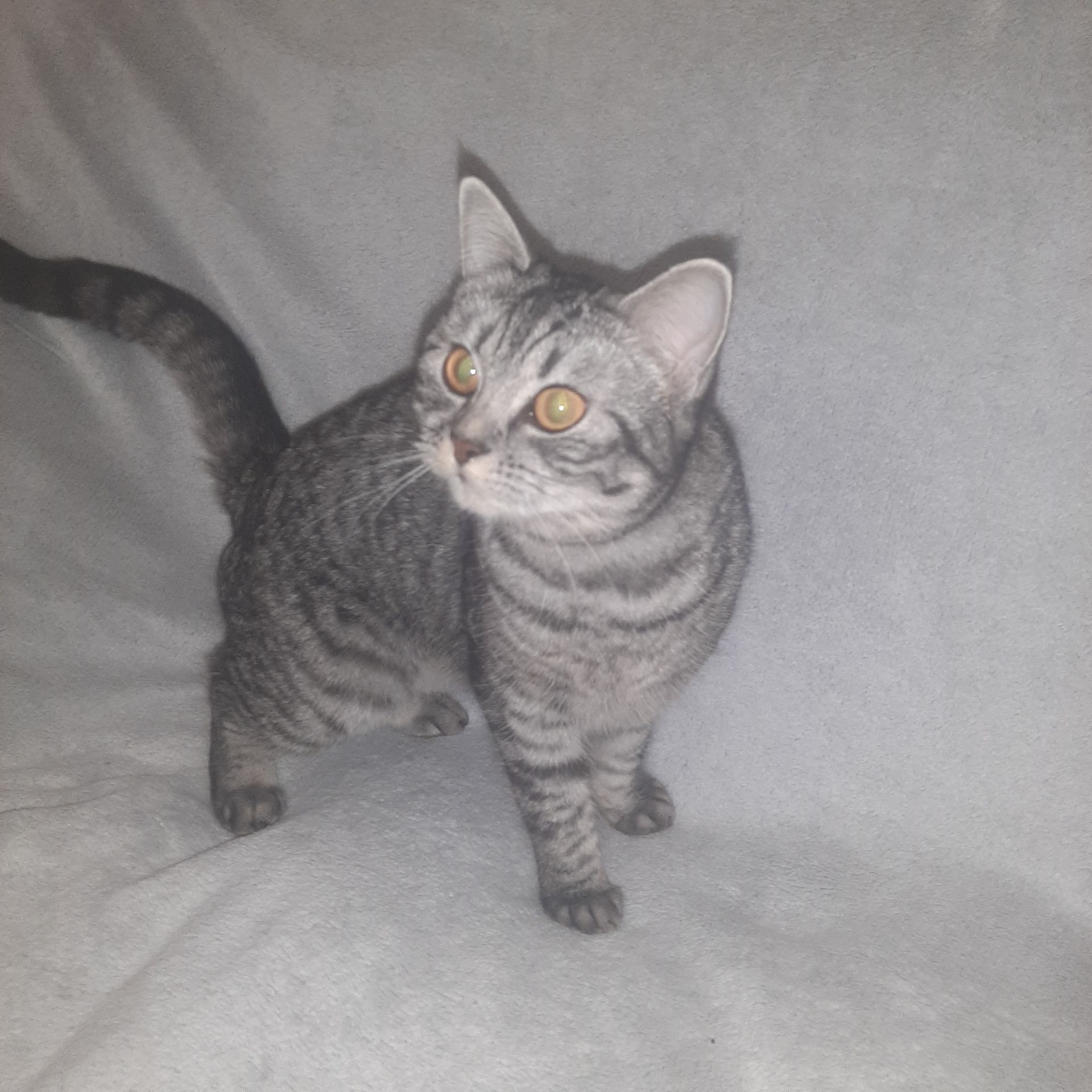 Кішка Джесіка