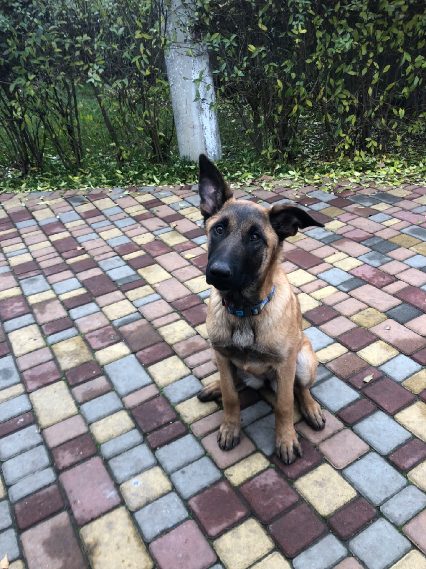 Цуценята Малінуа