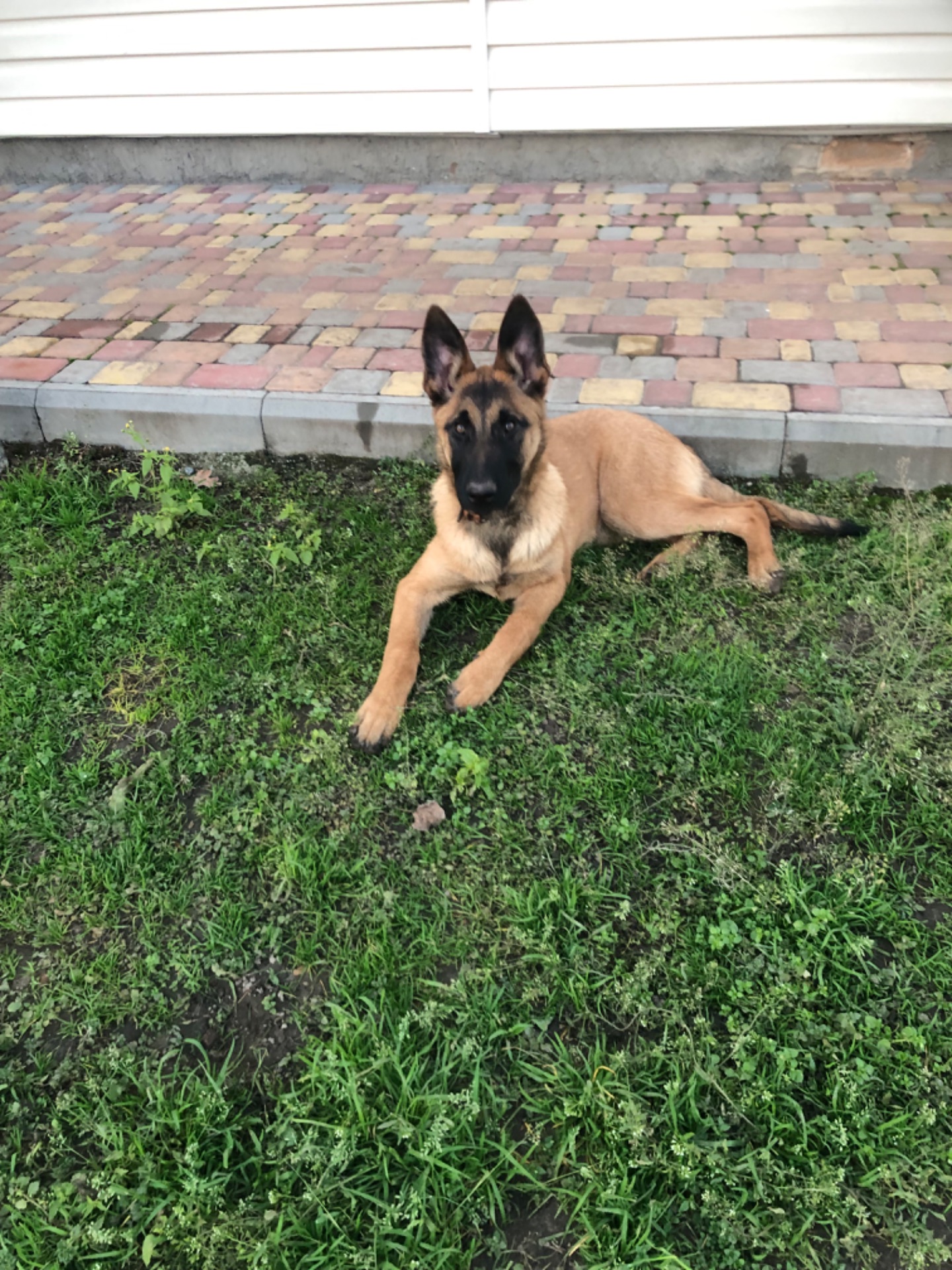 Цуценята Малінуа