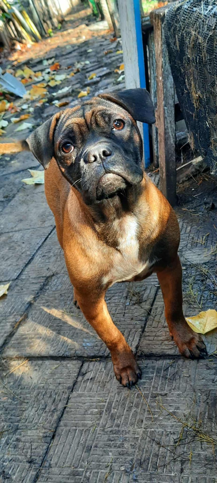 Франчун, мікс французького і китайського бульдога чунцина, дівчинка