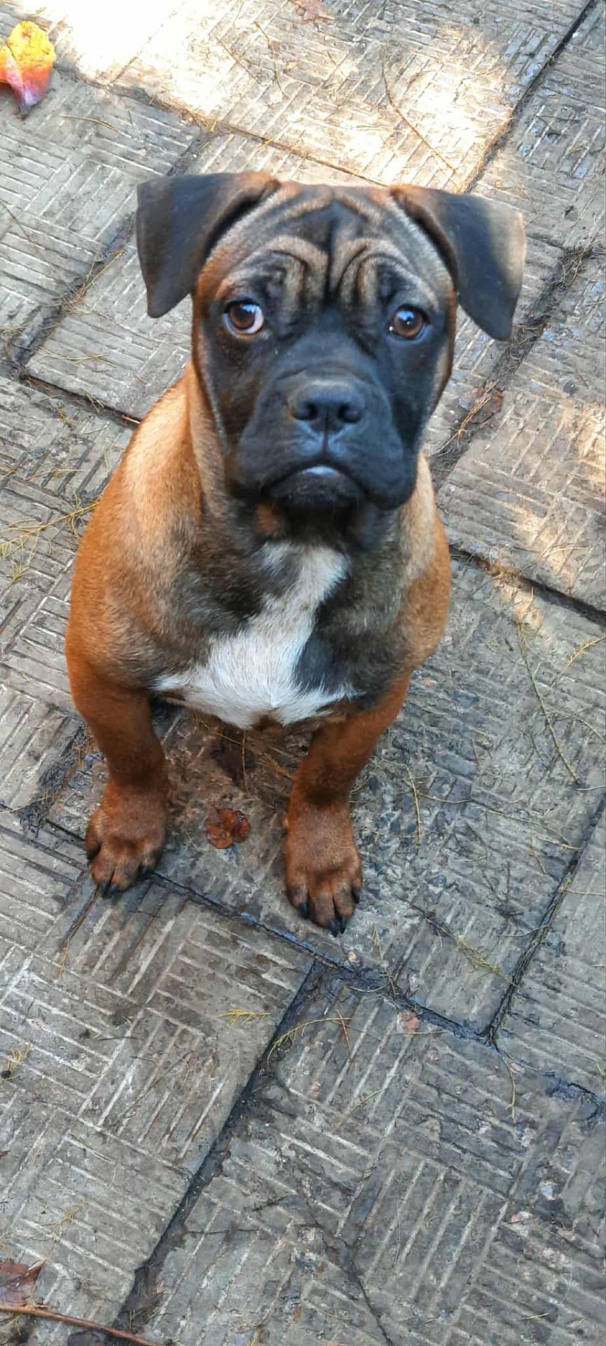 Франчун, мікс французького і китайського бульдога чунцина, дівчинка