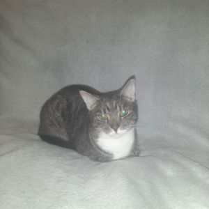 Кішка Маруся