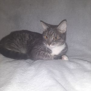 Кішка Маруся