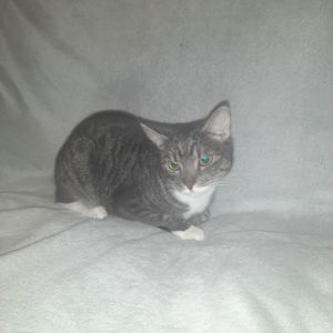 Кішка Маруся