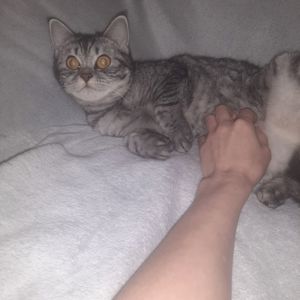 Кішка Джесіка