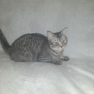 Кішка Джесіка