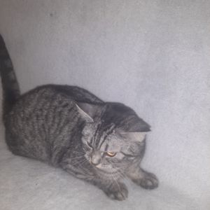 Кішка Джесіка