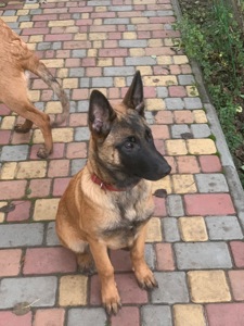 Цуценята Малінуа