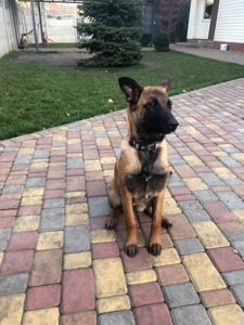 Цуценята Малінуа