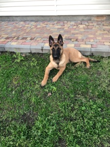 Цуценята Малінуа