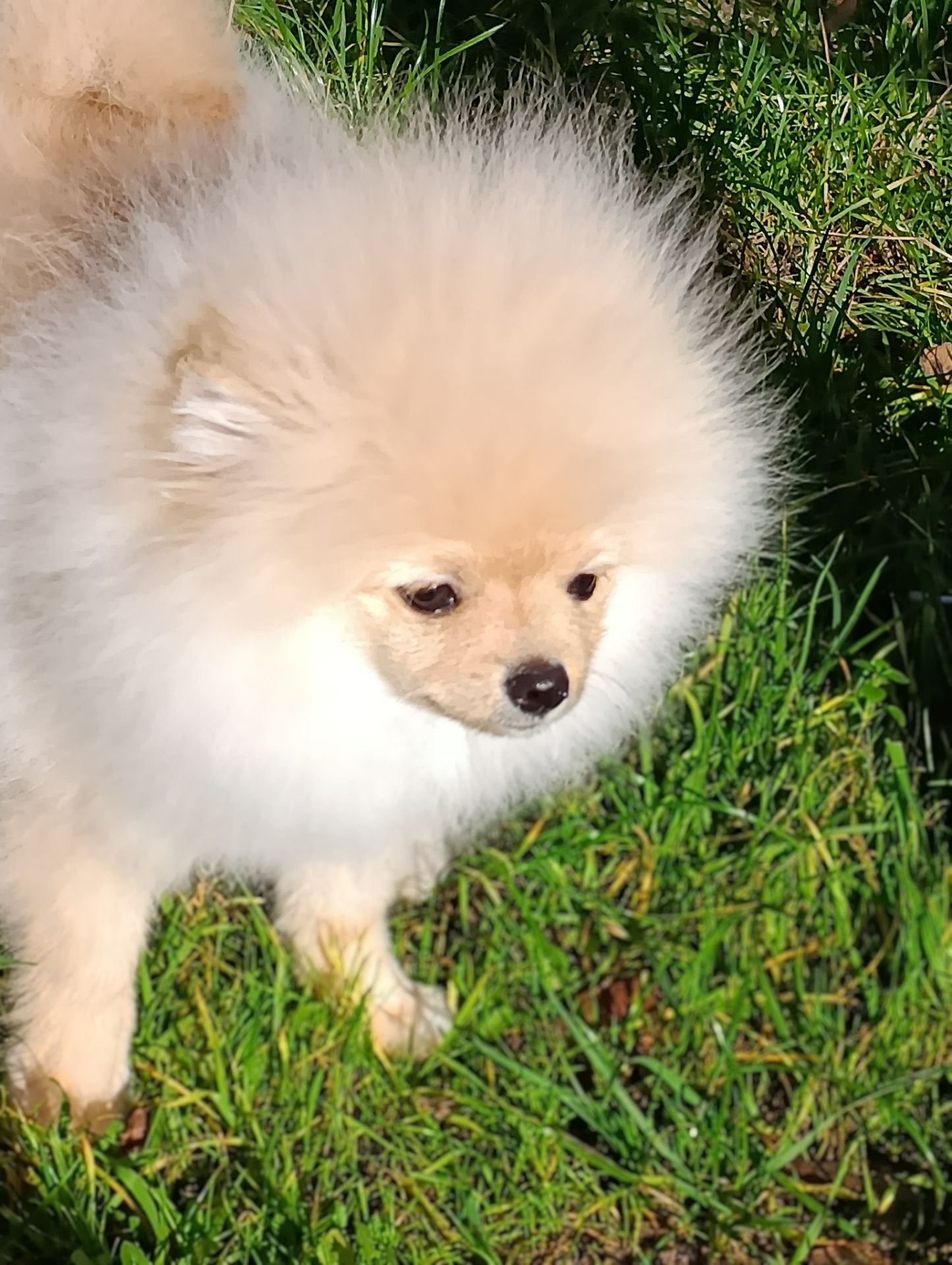 Цуценя померанского шпіца шукає свою люблячу родину