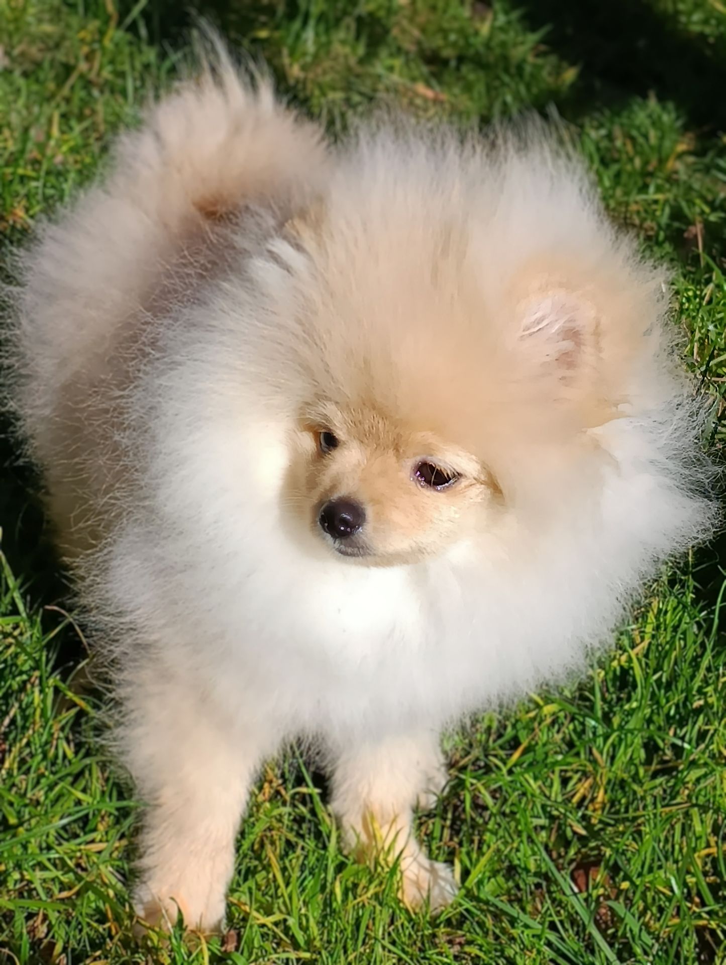 Цуценя померанского шпіца шукає свою люблячу родину