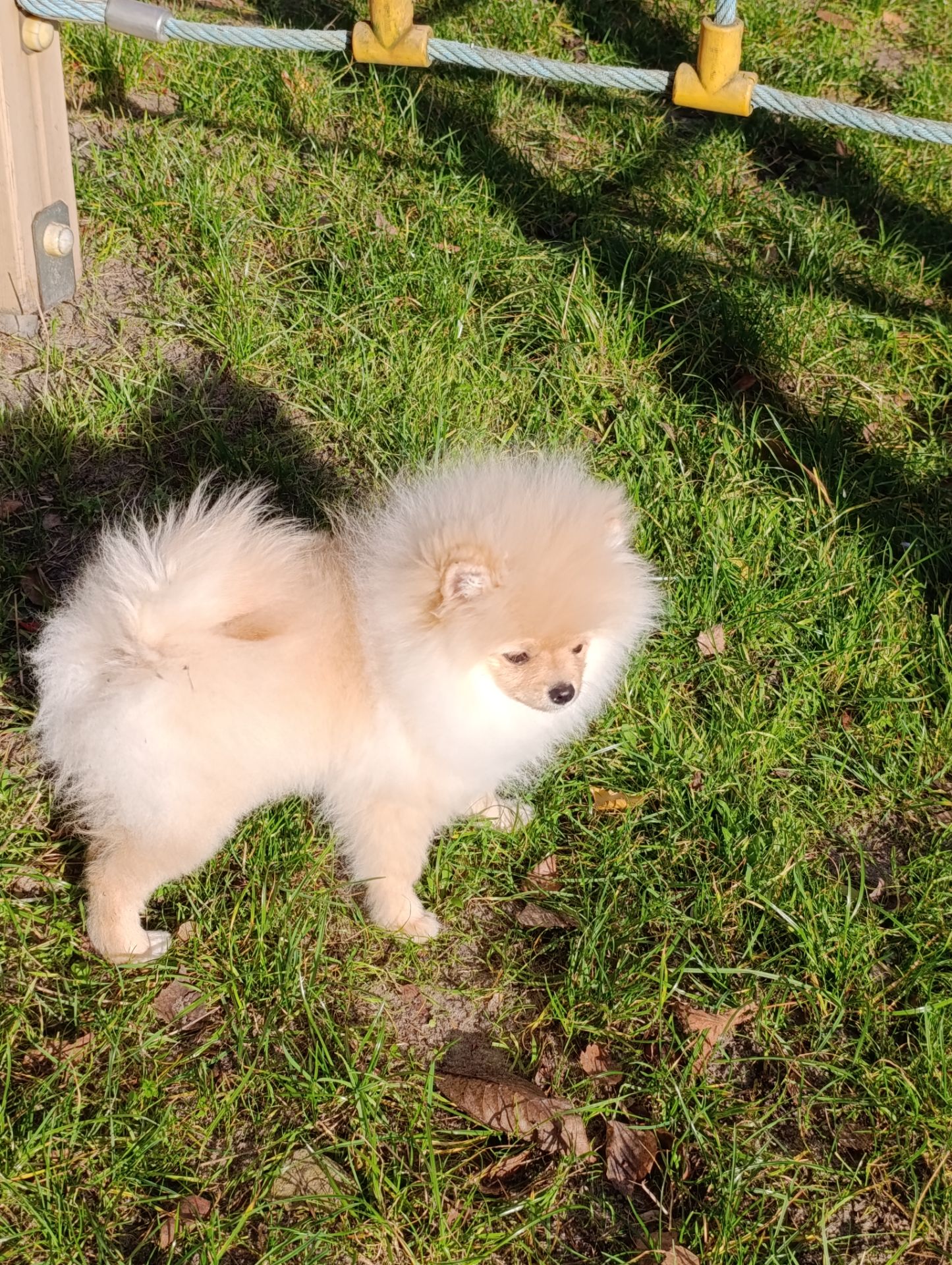 Цуценя померанского шпіца шукає свою люблячу родину