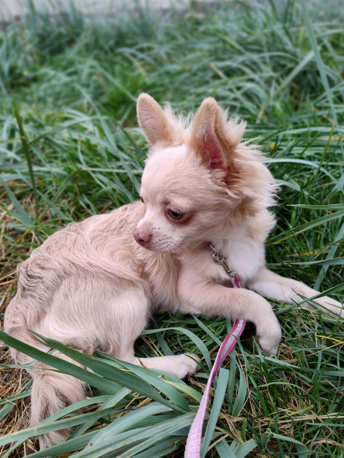 Розплідник чихуахуа Cheertful Community