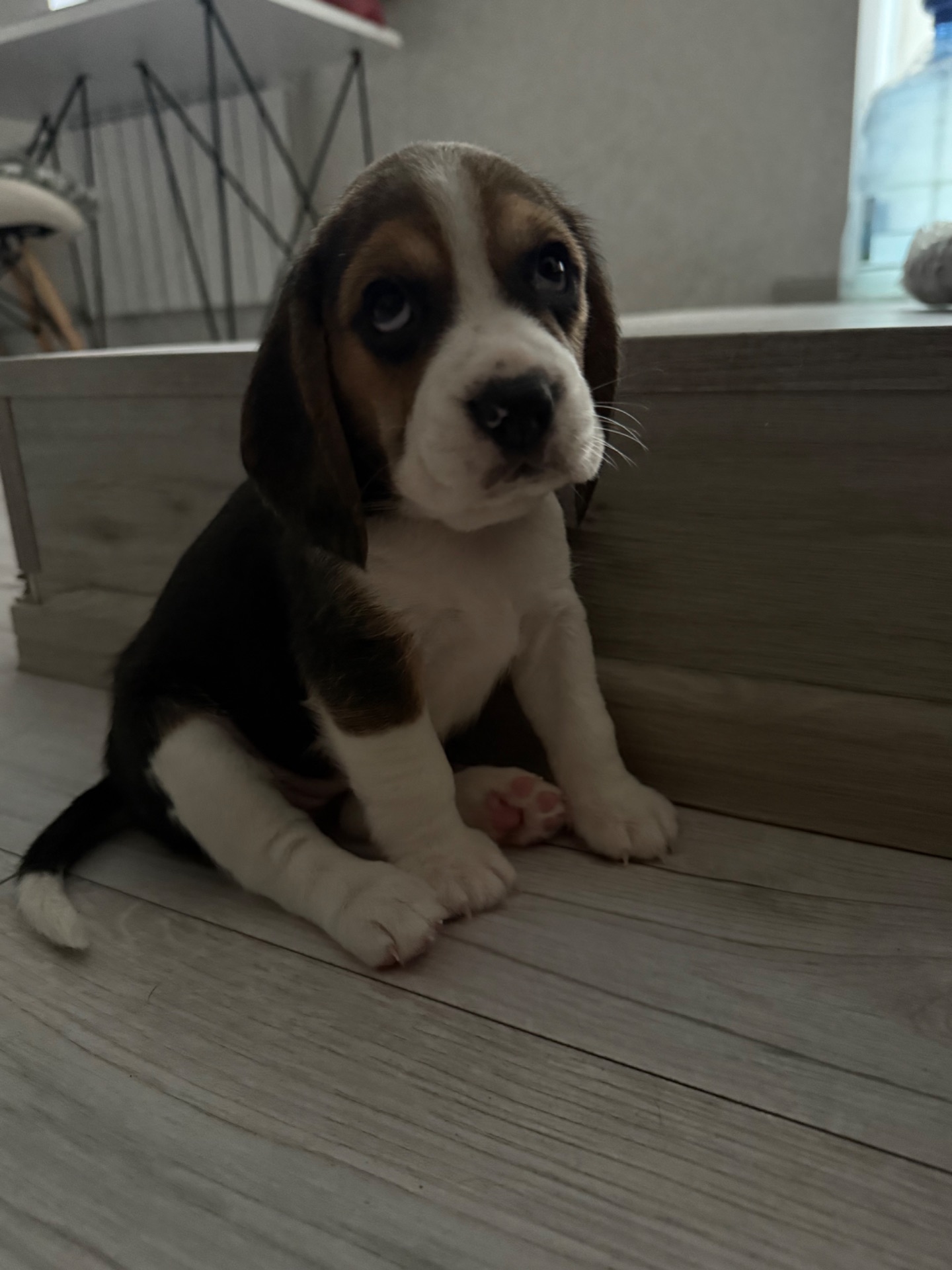 Цуценята породи Бігль