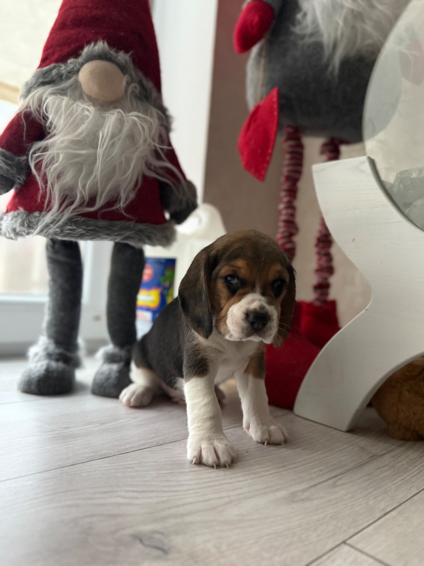 Цуценята породи Бігль