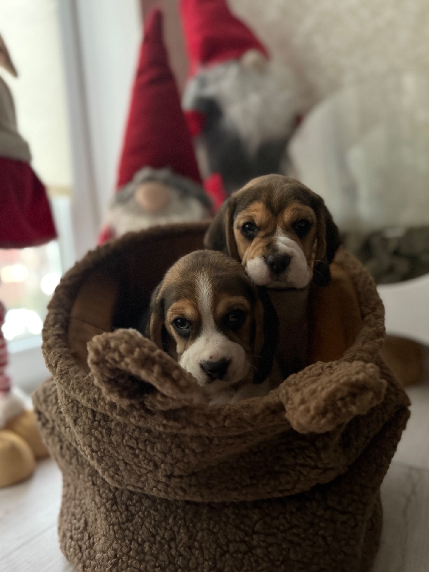 Цуценята породи Бігль