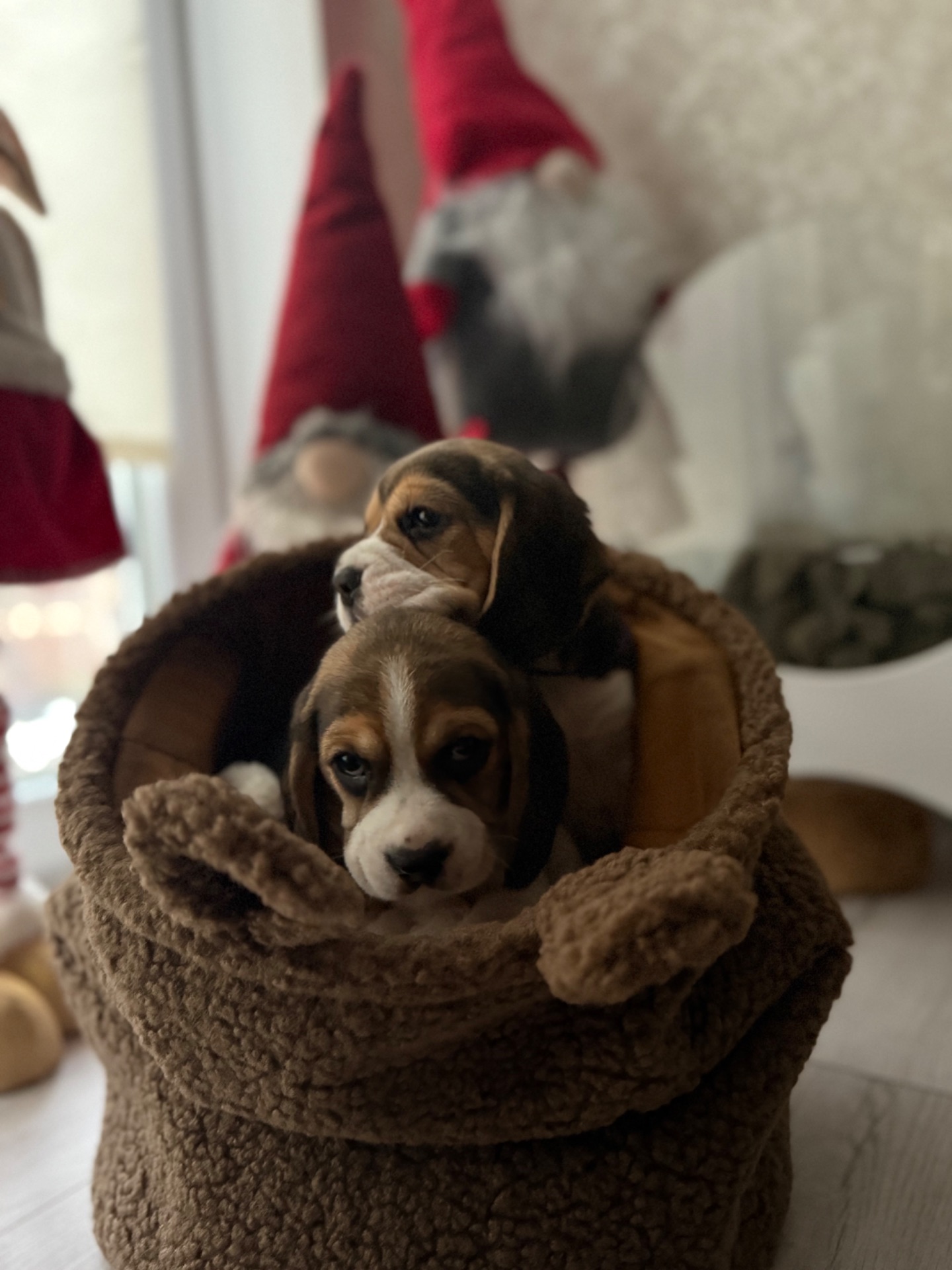 Цуценята породи Бігль