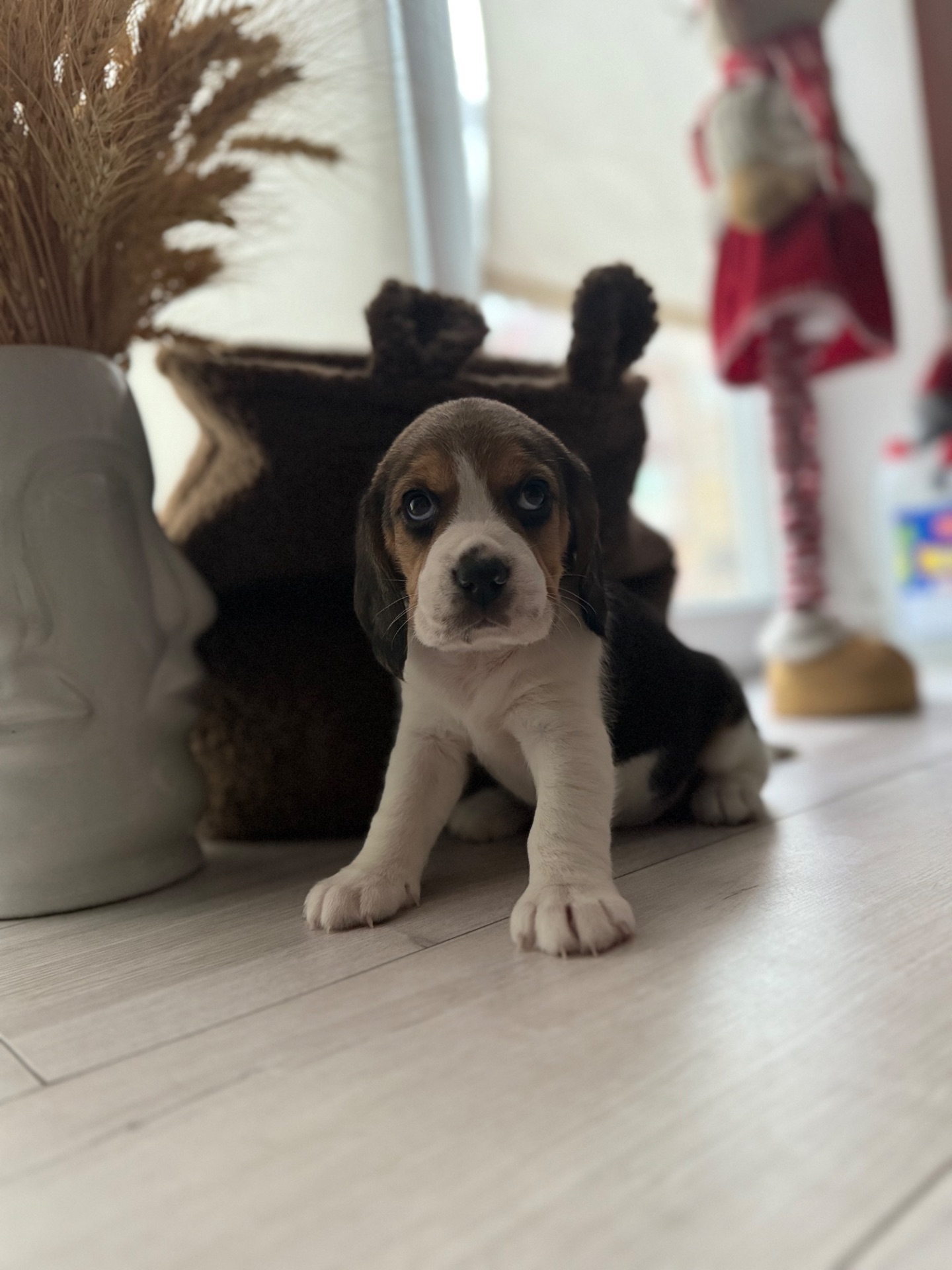 Цуценята породи Бігль