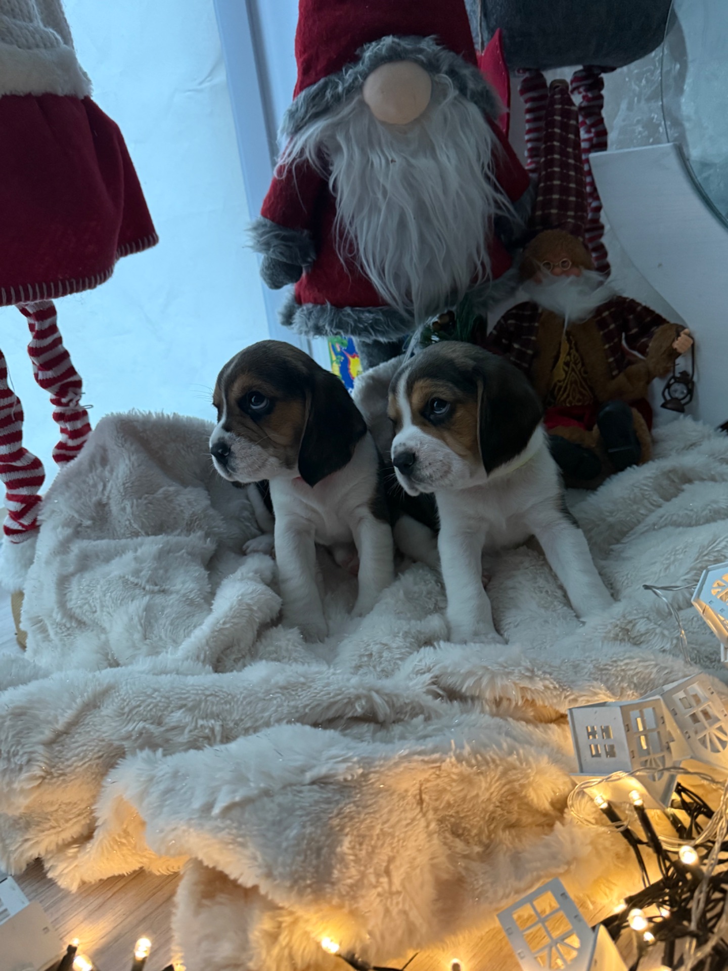 Цуценята породи Бігль