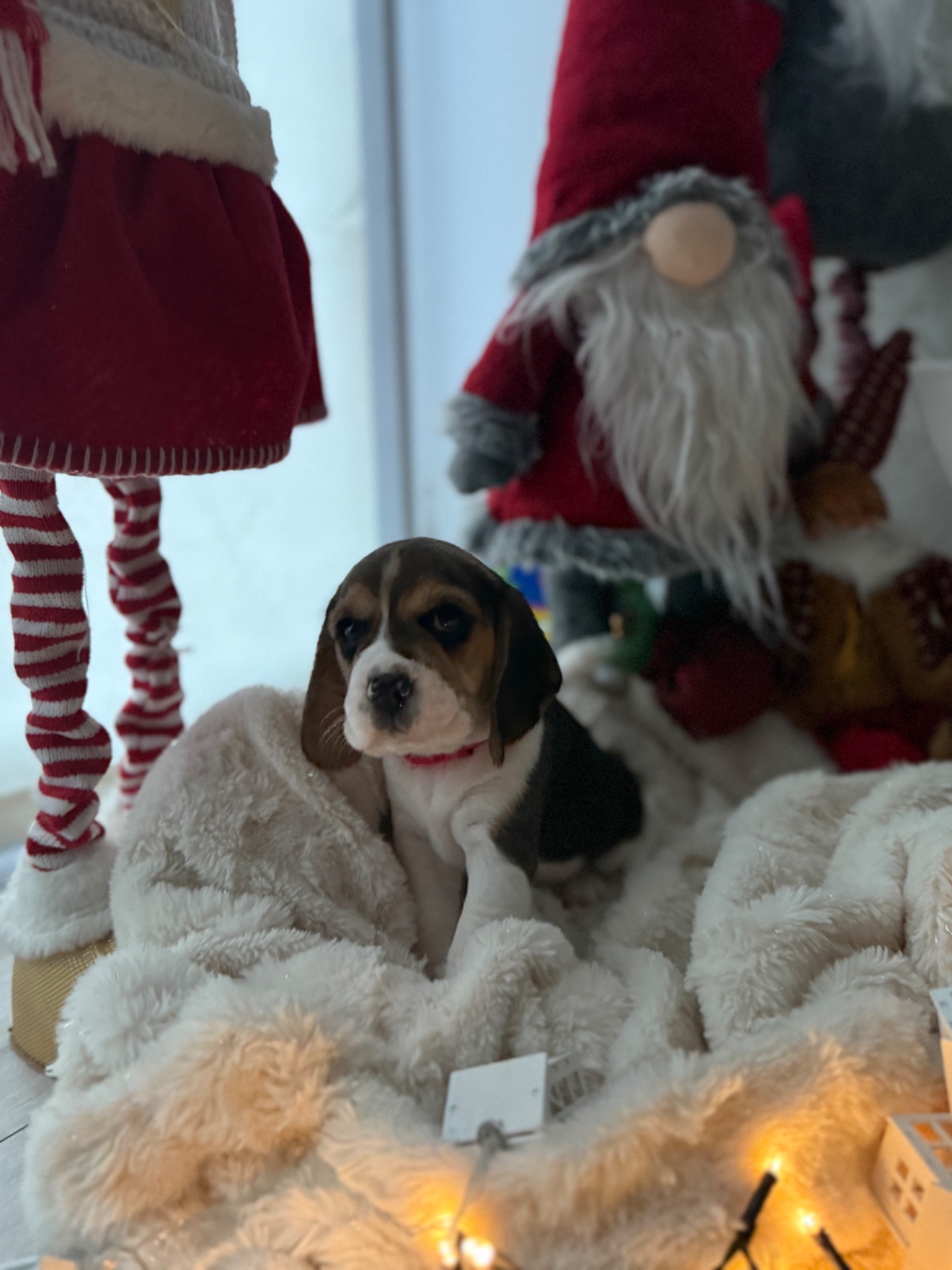 Цуценята породи Бігль