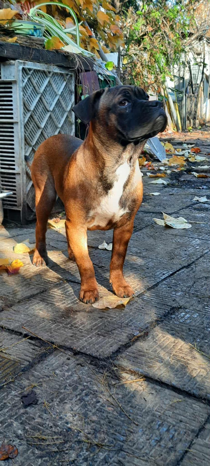 Франчун, мікс французького і китайського бульдога чунцина, дівчинка