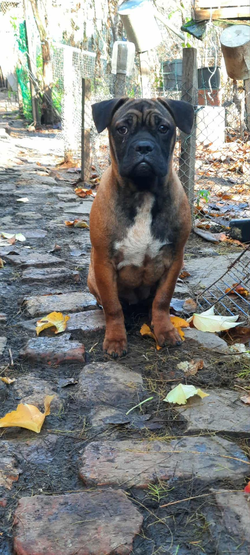 Франчун, мікс французького і китайського бульдога чунцина, дівчинка
