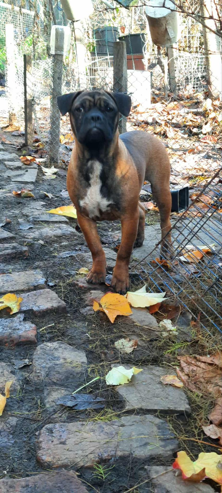 Франчун, мікс французького і китайського бульдога чунцина, дівчинка