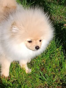 Цуценя померанского шпіца шукає свою люблячу родину