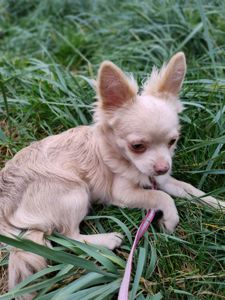 Розплідник чихуахуа Cheertful Community