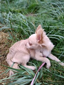 Розплідник чихуахуа Cheertful Community