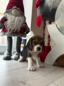 Цуценята породи Бігль