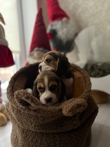 Цуценята породи Бігль