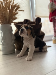 Цуценята породи Бігль